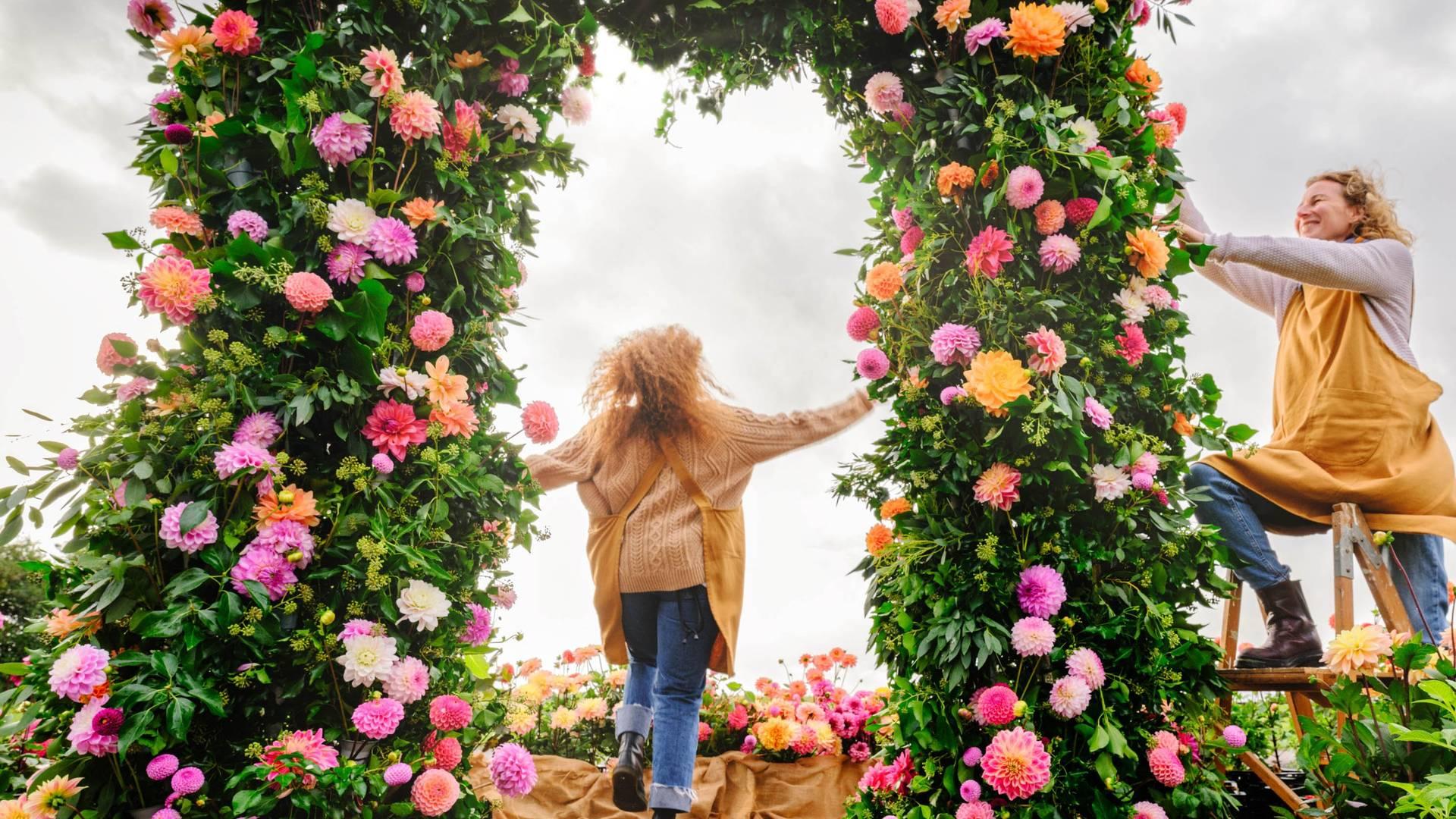 The Grand Stonehenge Dahlia Show photo