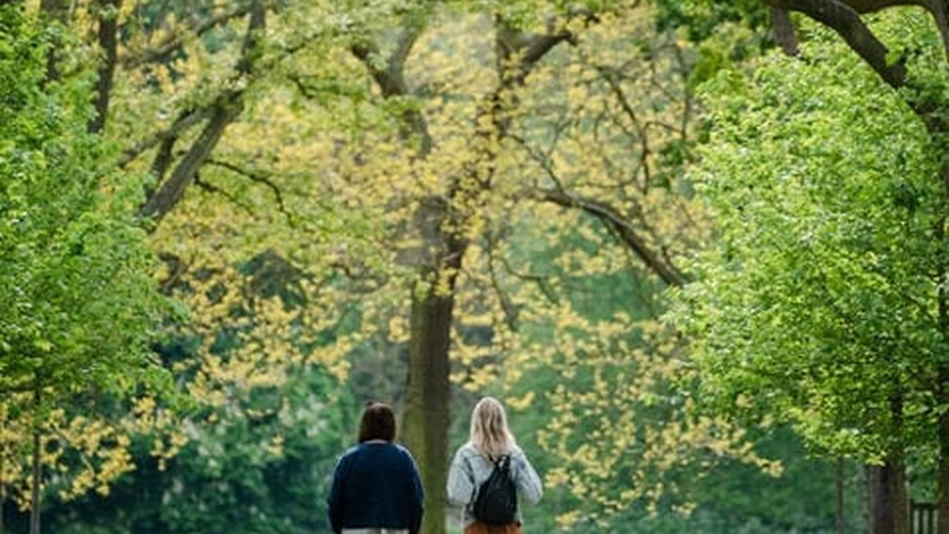 Tree Tours At Marble Hill photo