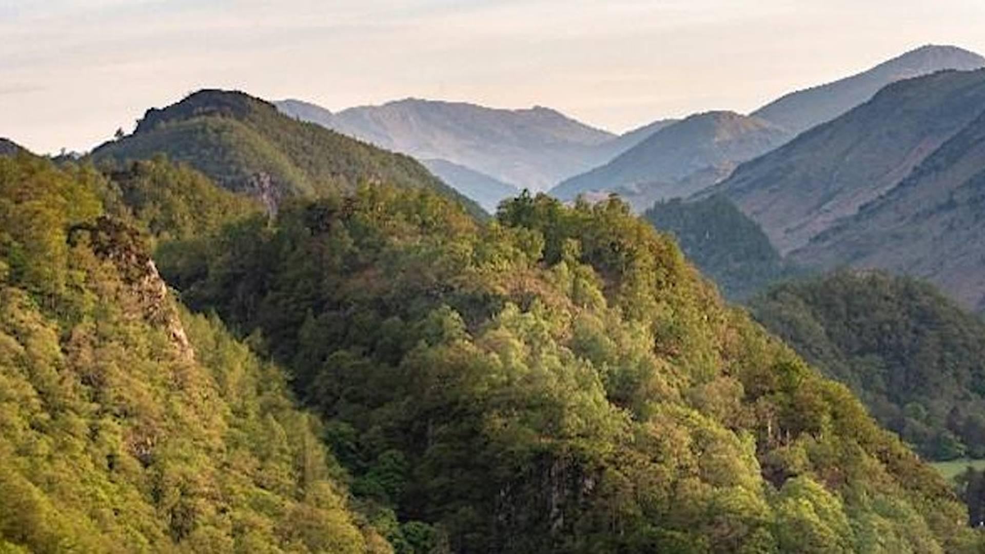 Lunchtime Talk - Borrowdale Rainforests National Nature Reserve photo