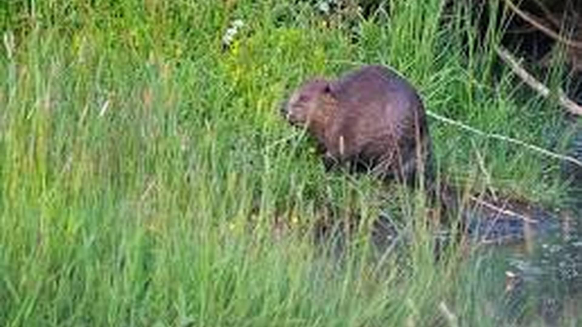 Dusk Beaver Safari photo