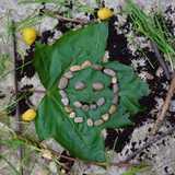 Nature Explorers logo