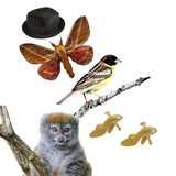 Activity image