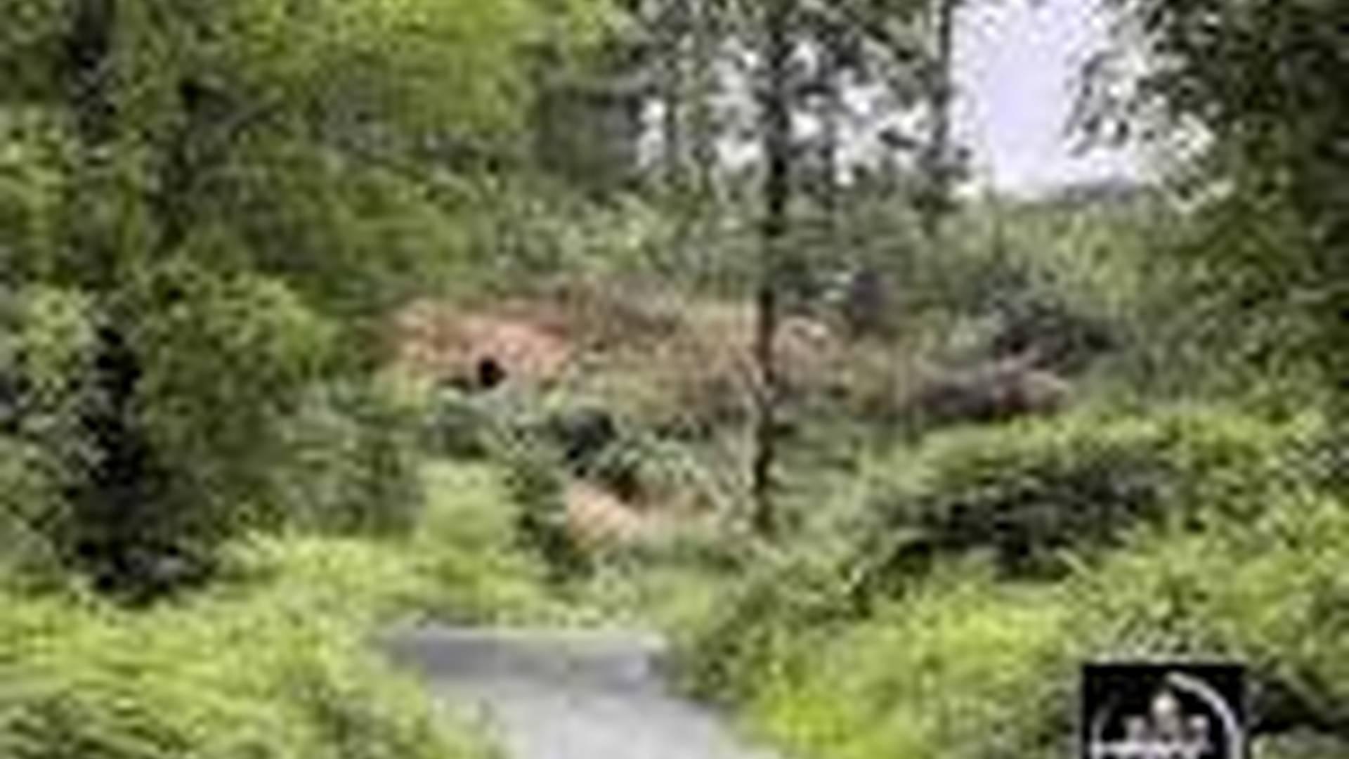 JUST GRVL - Grizedale photo