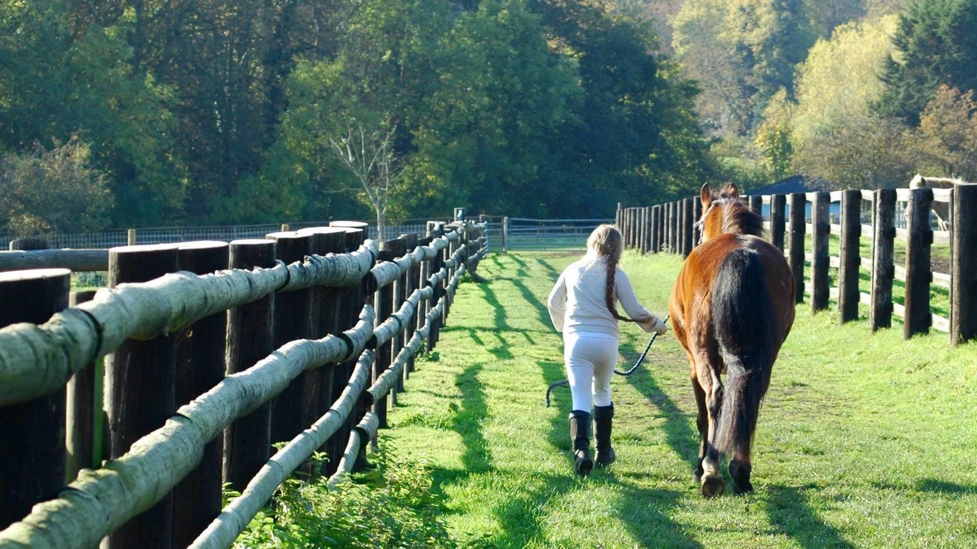 Echo's Equestrian photo