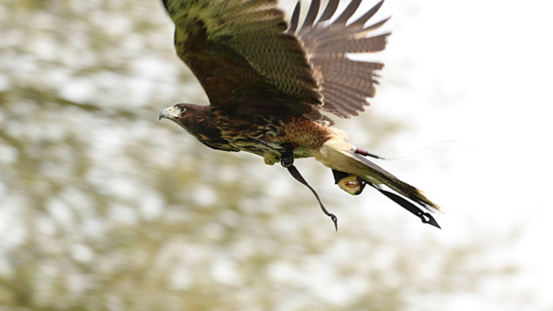 Harvest Falconry At Audley End photo