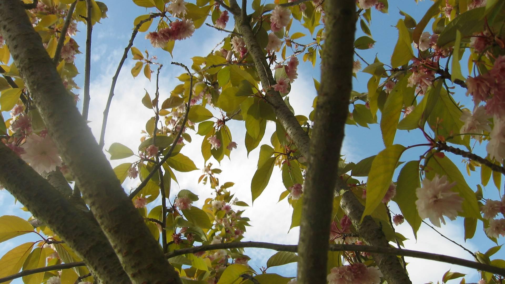 Robinson's Discovery Tree photo