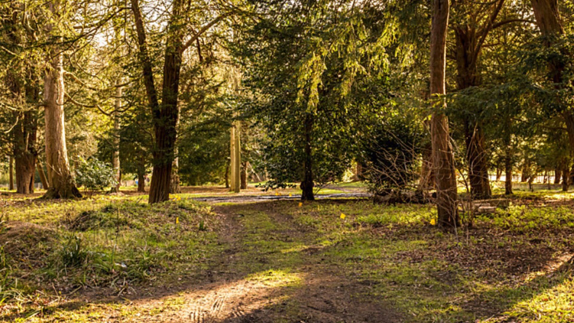 Forest Bathing At Wrest Park photo