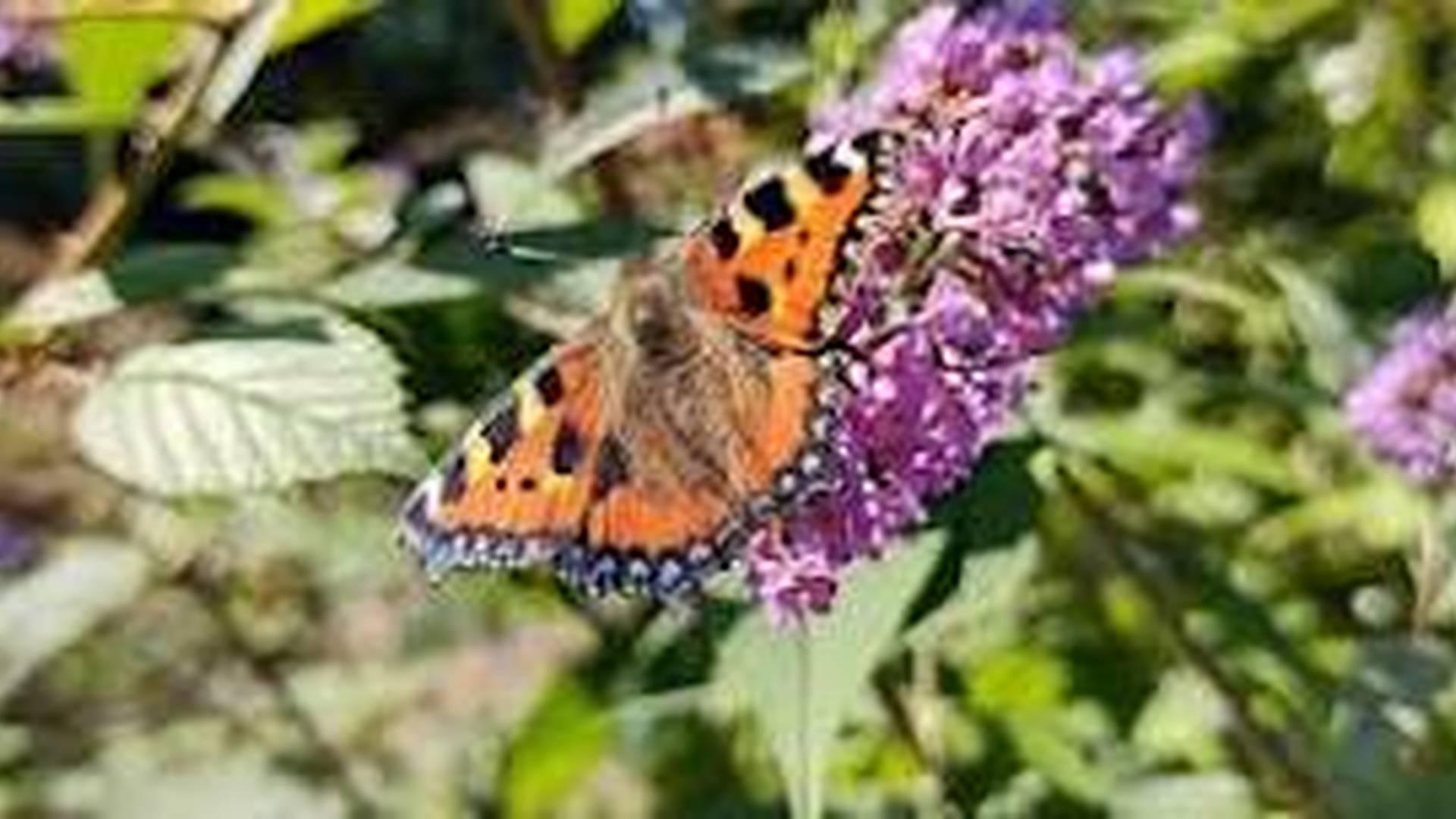 Butterflies and Bugs for 5 to 10 year olds | Water of Leith Conservation Trust and Visitor Centre photo