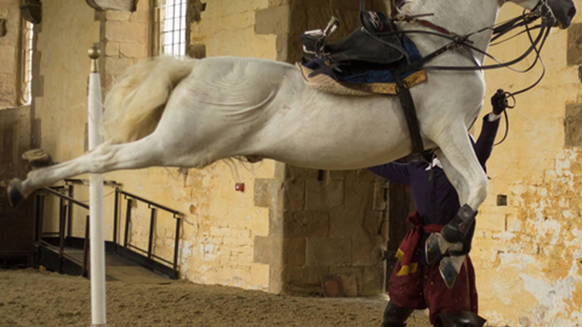 Cavendish's Horses: photo