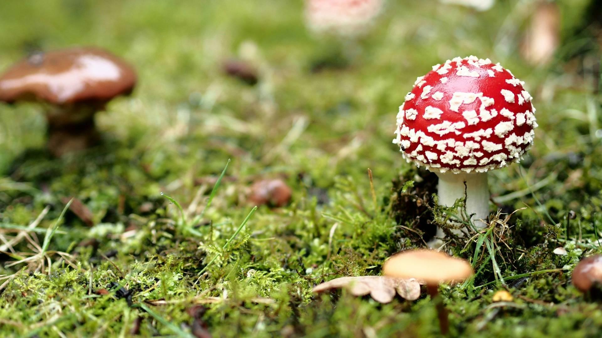 Mushrooms & Toadstools (4-7 yrs) photo
