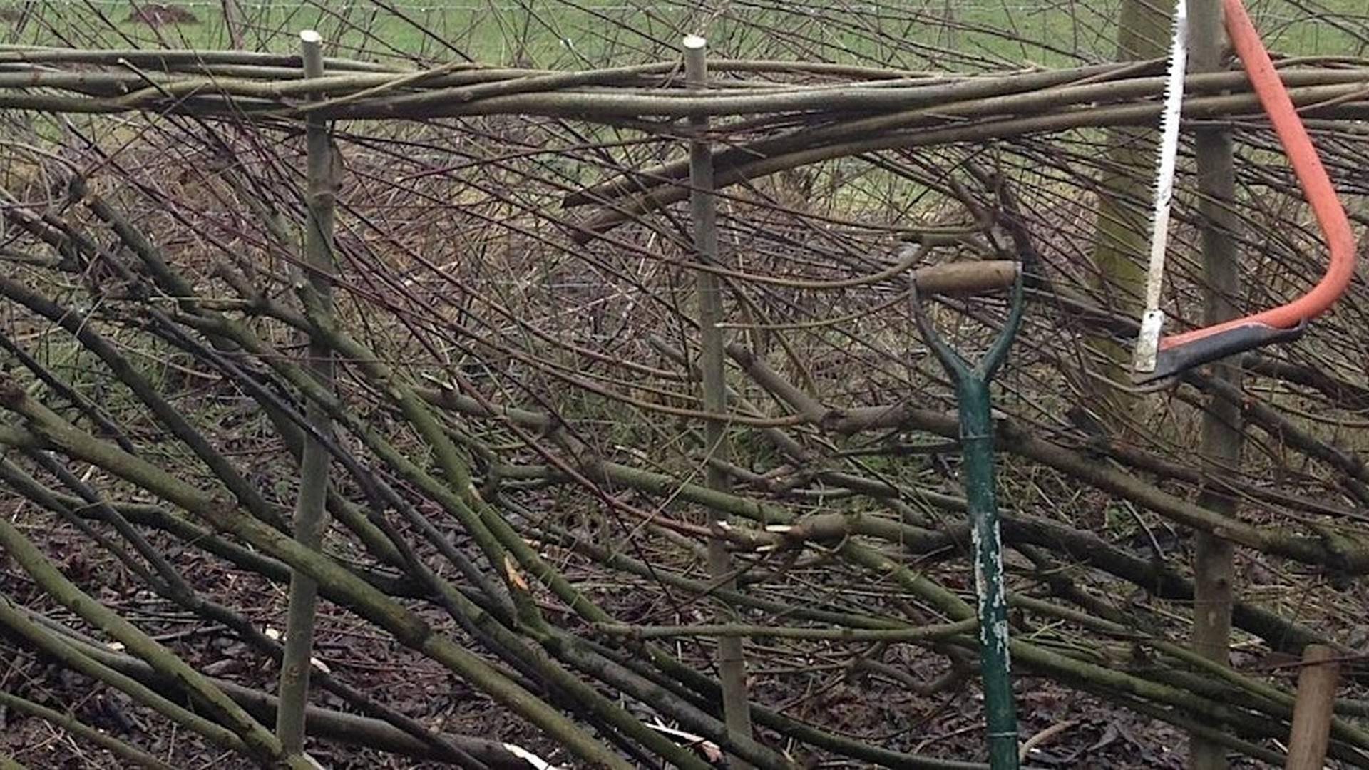 Hedgelaying Weekend for Beginners: 2-day course photo