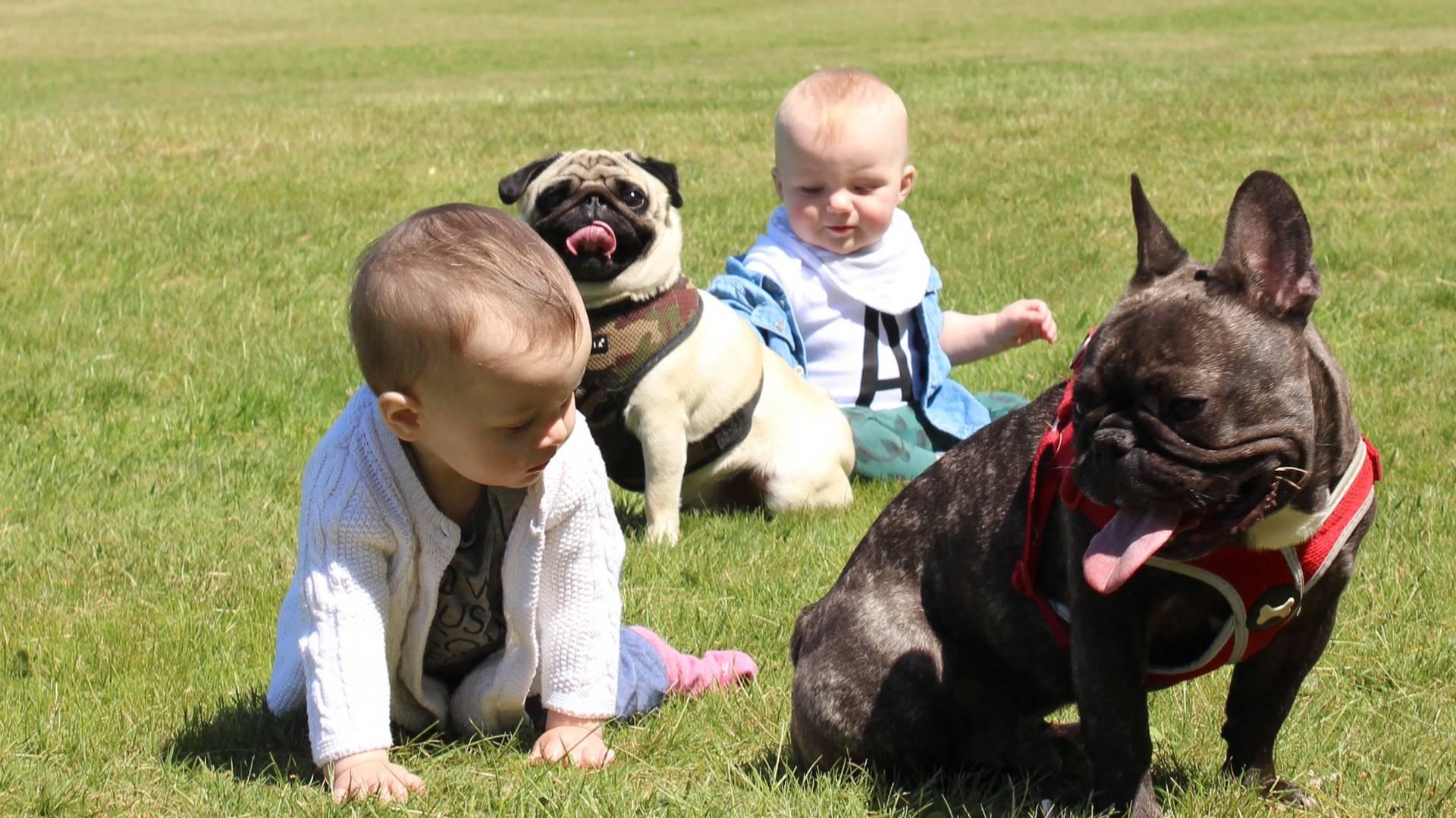Pooches & Prams photo