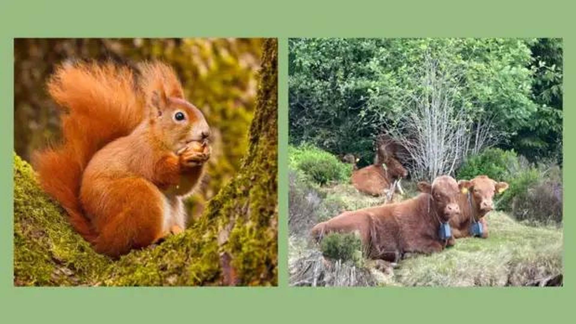 Llyn Brenig Wildlife Bonanza photo