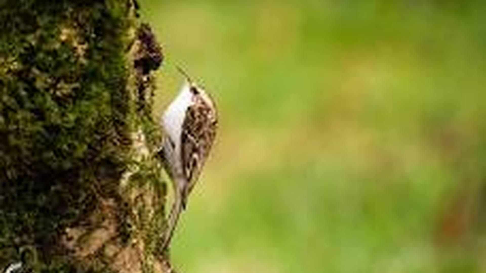 Introduction to Wildlife Photography photo