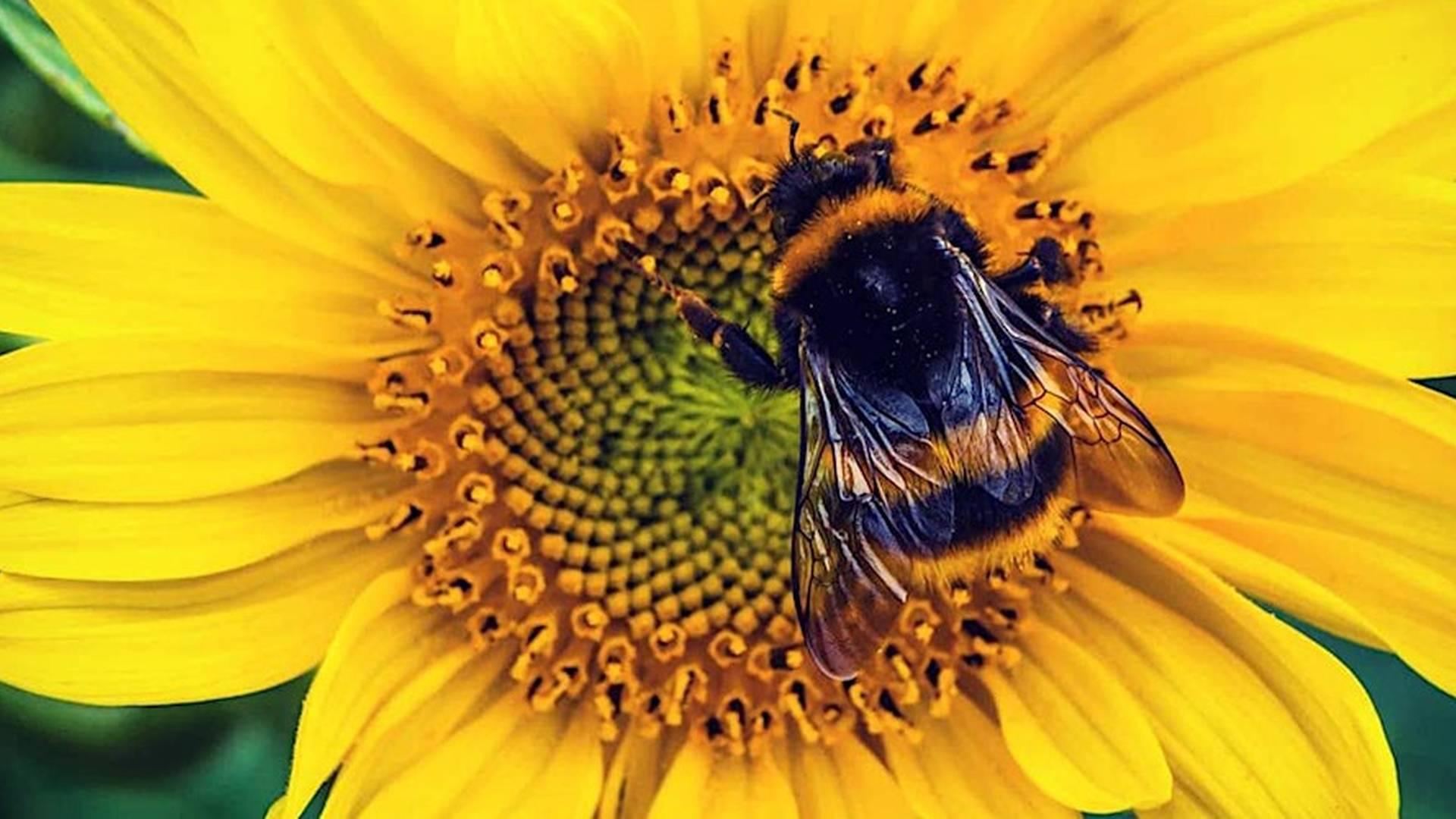 MAGIC OF BEES - Rituals Workshop photo