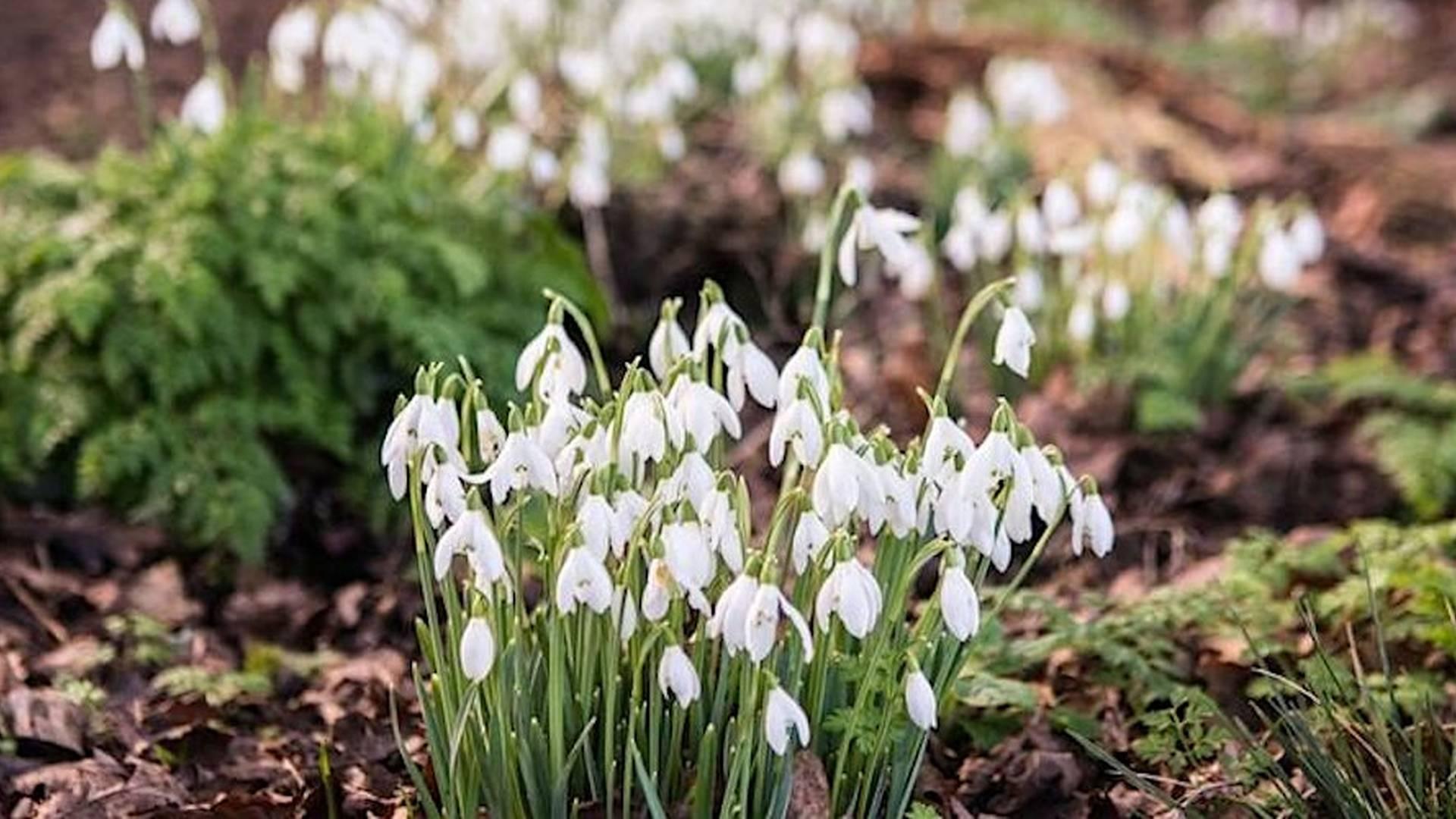 Winter Snowdrops 2025 in the Yeo Valley Garden photo