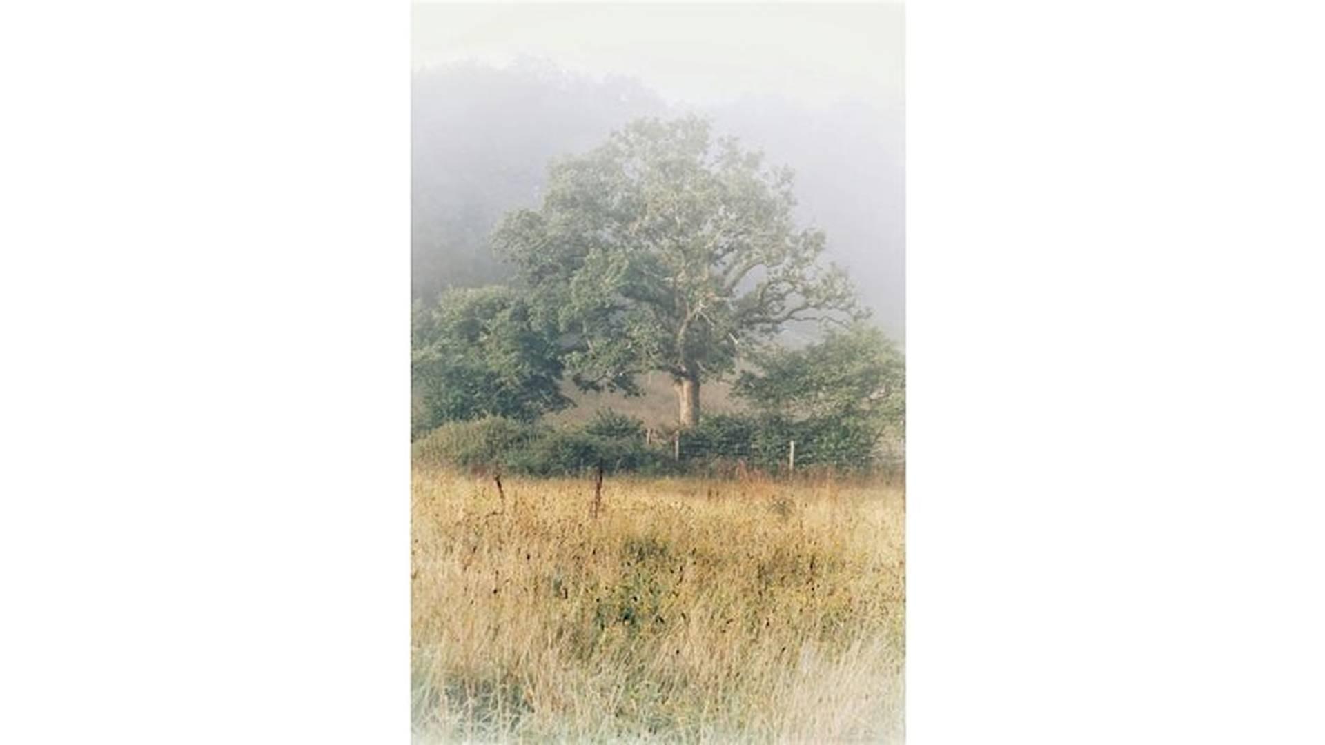 NU Ideas | Season 4 Talk 5 | Rewilding  & limits of Universality photo