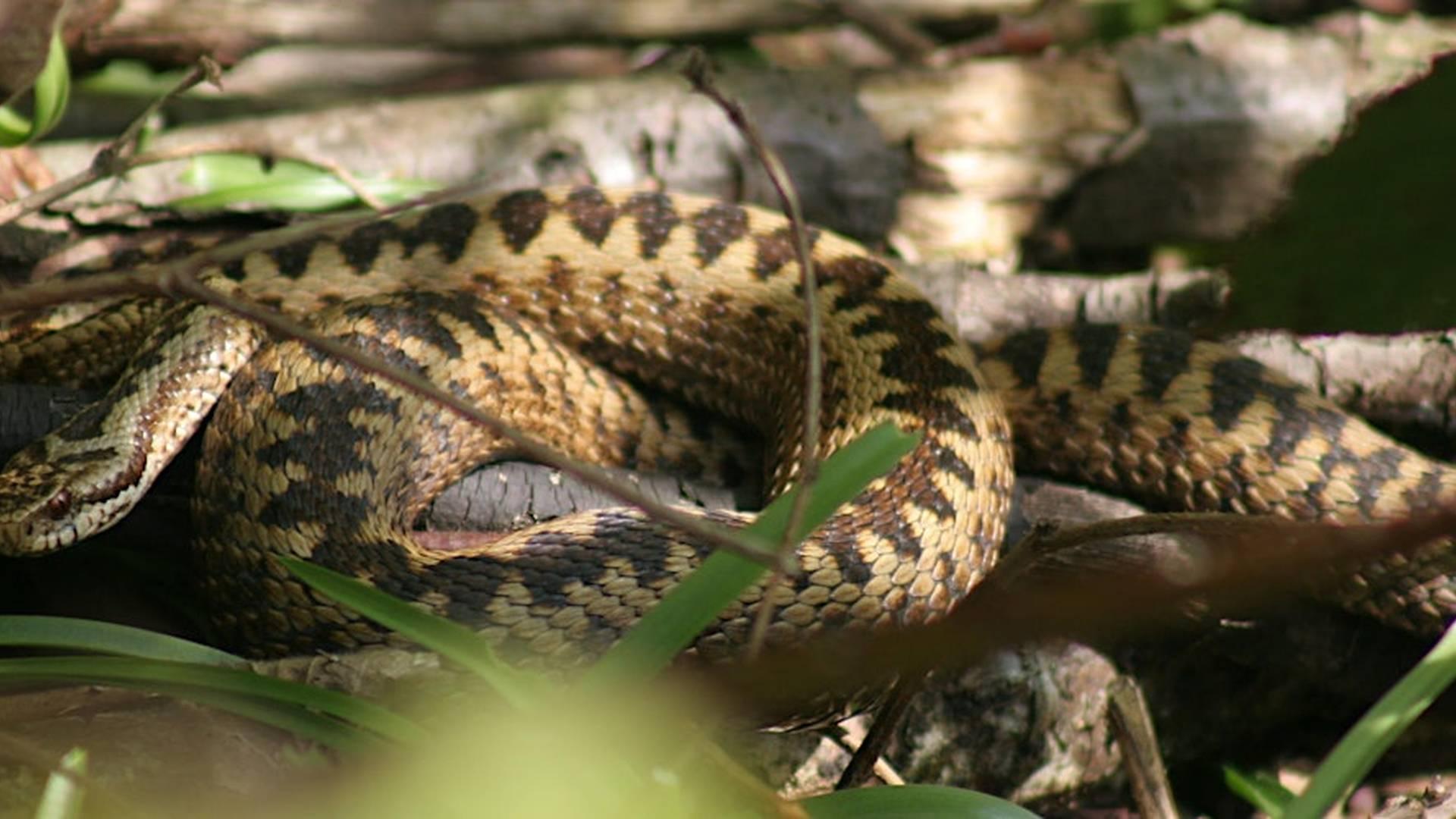 SE Amphibian and Reptile Groups  meeting photo
