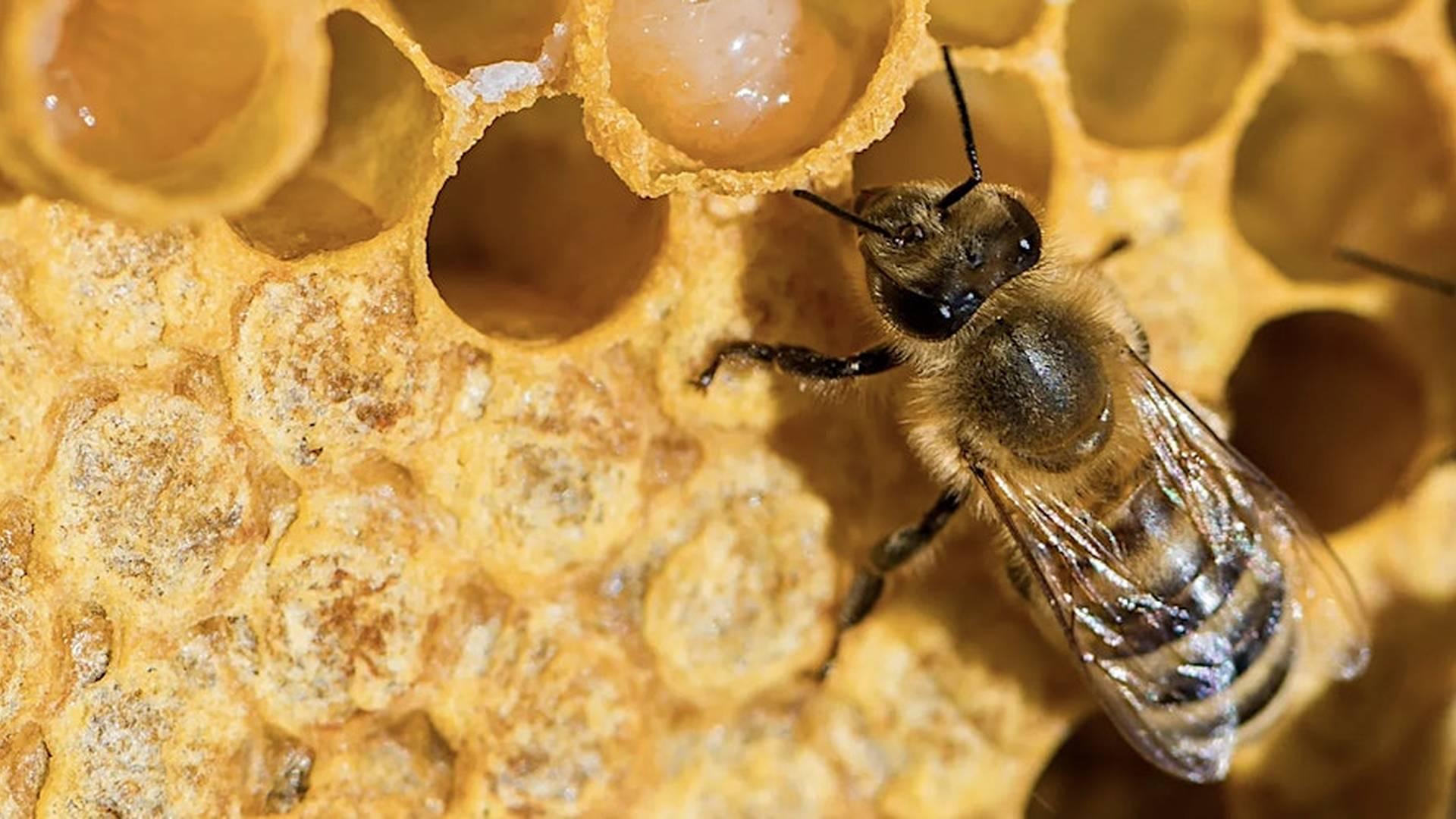 Inside the Hive: Exploring the Wonders of  Bees and Beehives photo