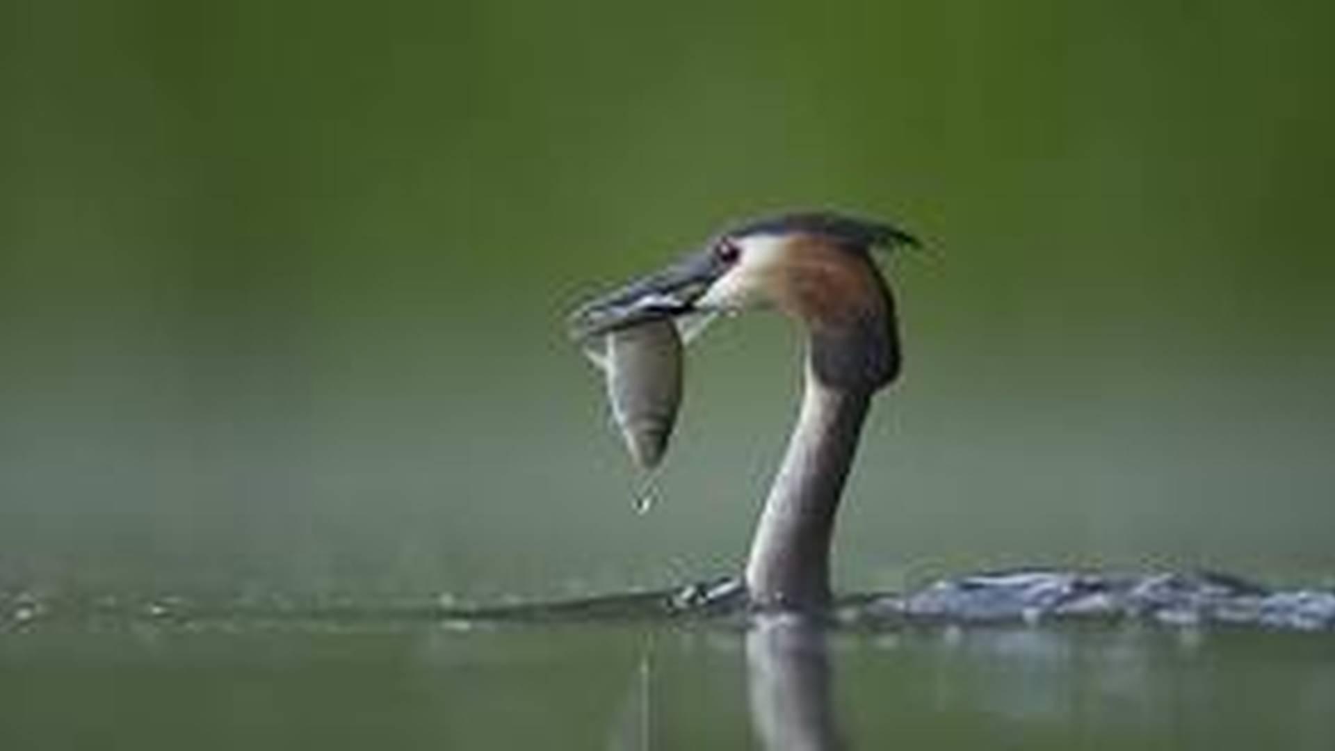 A nature spotting walk around The Haining photo