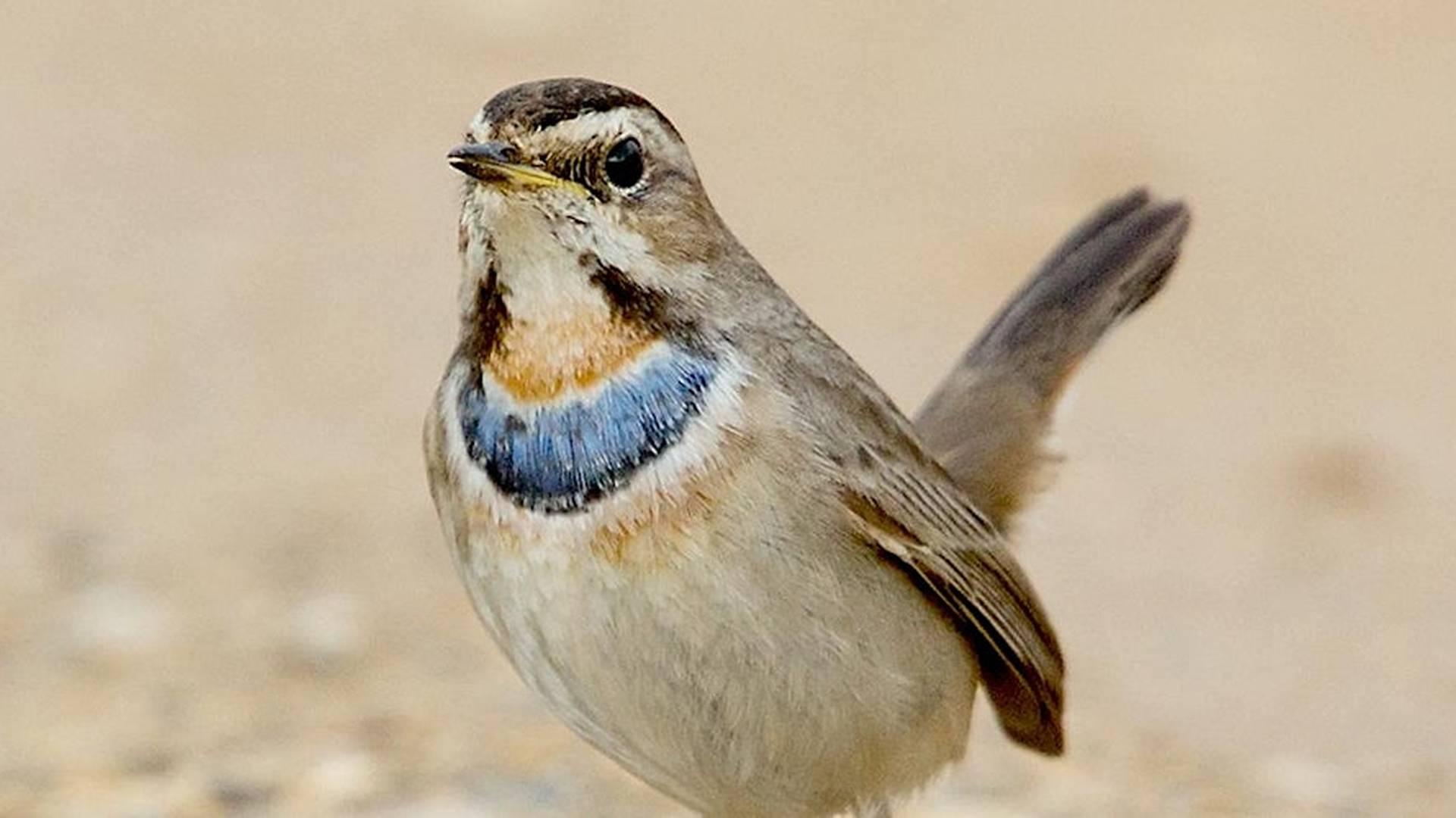 How the birds came to Cley with Carl Chapman photo