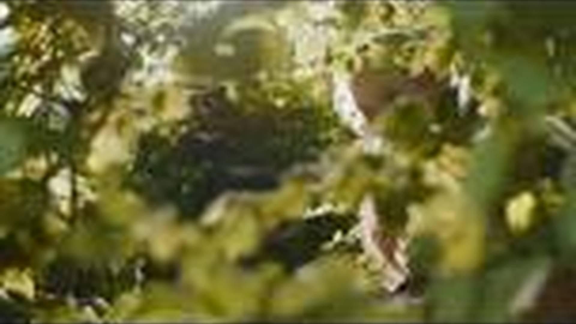 The Magic Faraway Tree (U) photo