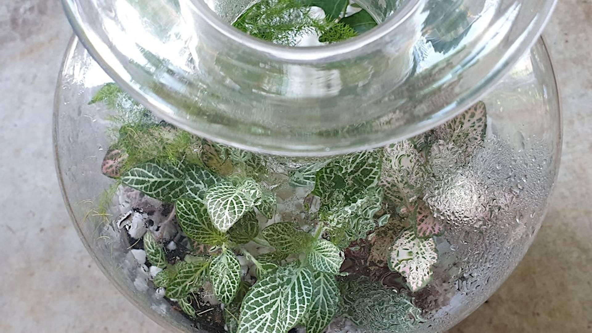 Terrarium workshop - build your own garden in a bottle photo