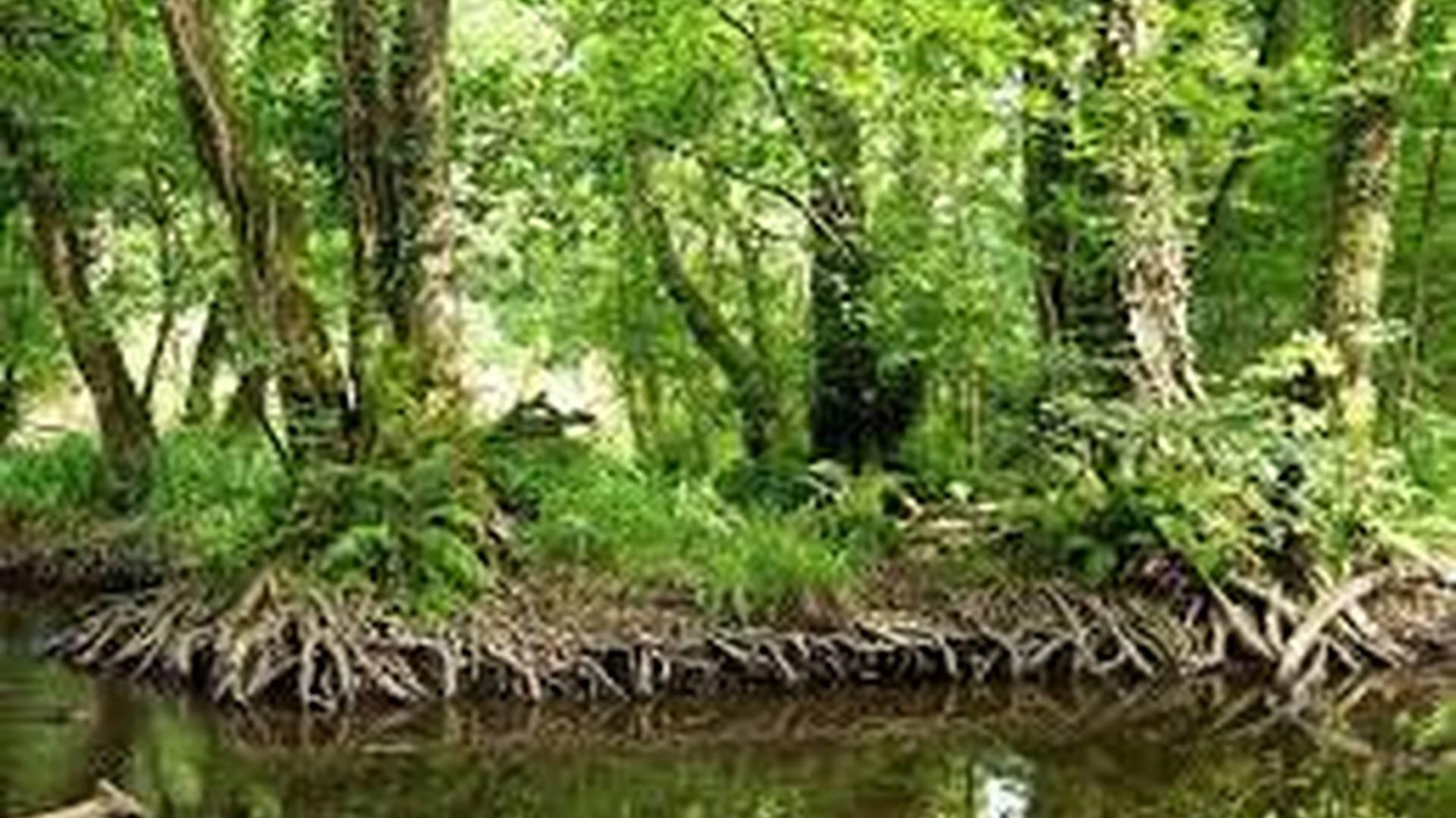 Wild Wednesday Pond Dipping photo