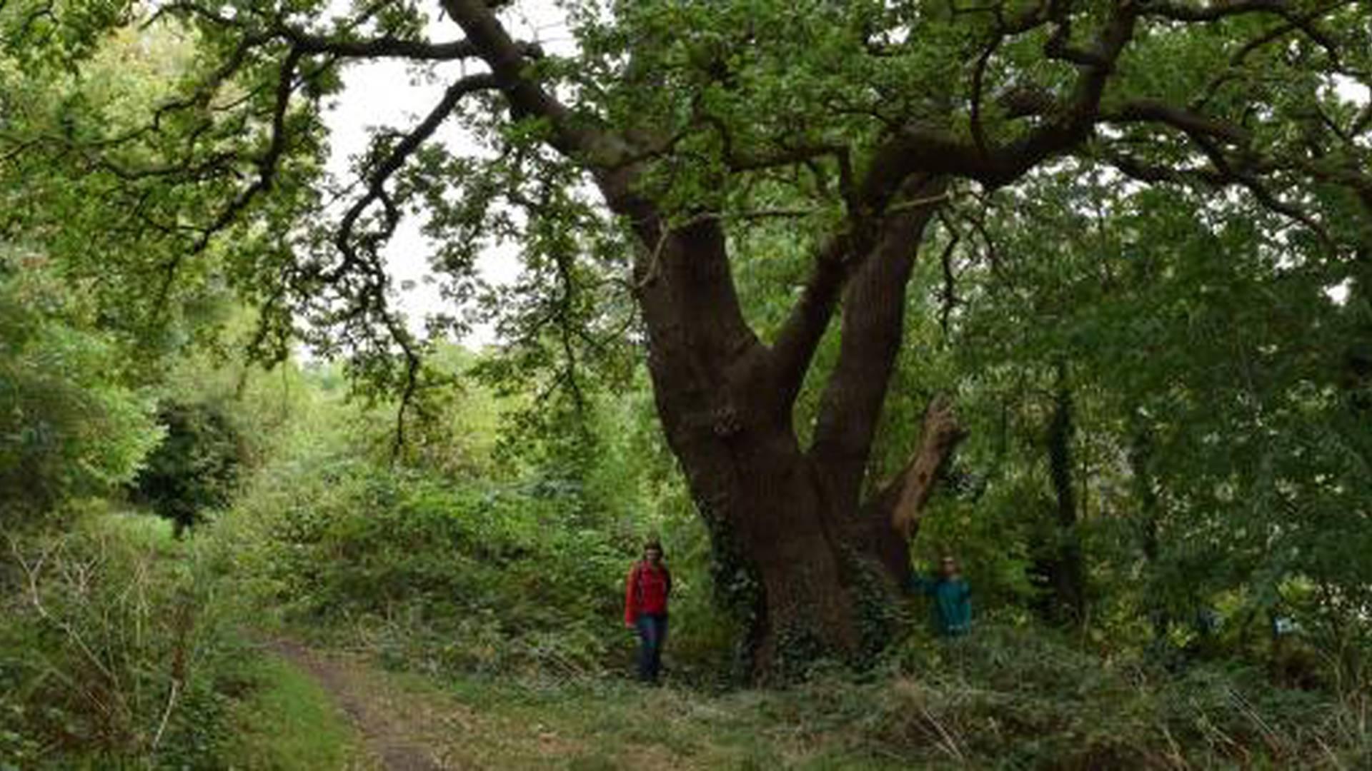 London Wildlife Trust photo