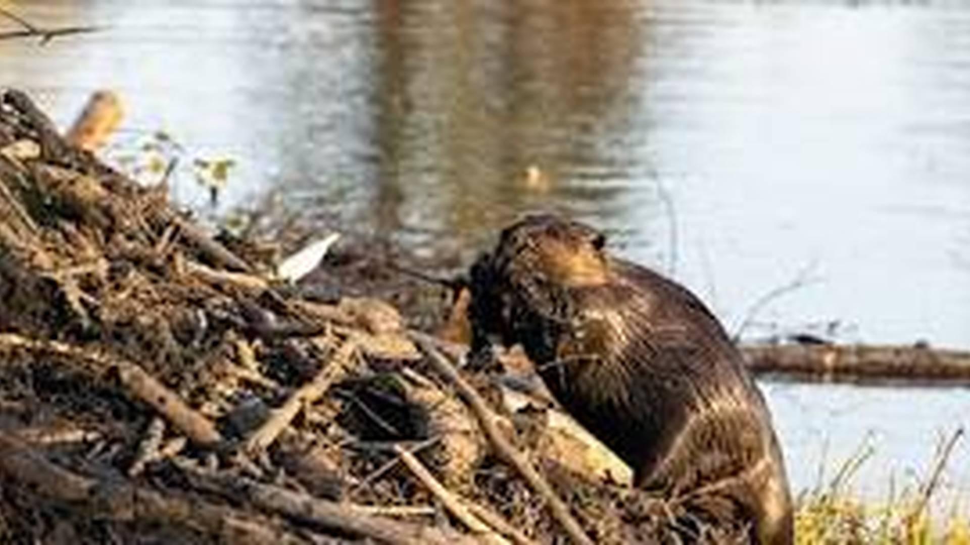 Beavers as ecosystem engineers photo