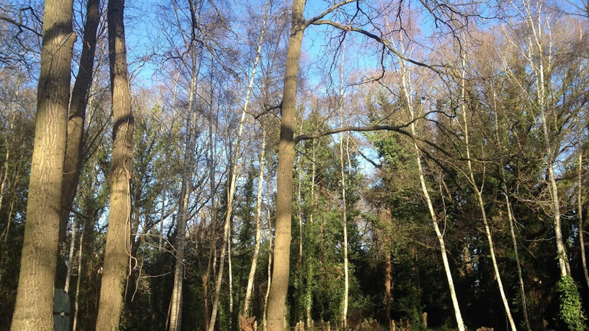 Little Sparrows Forest School photo