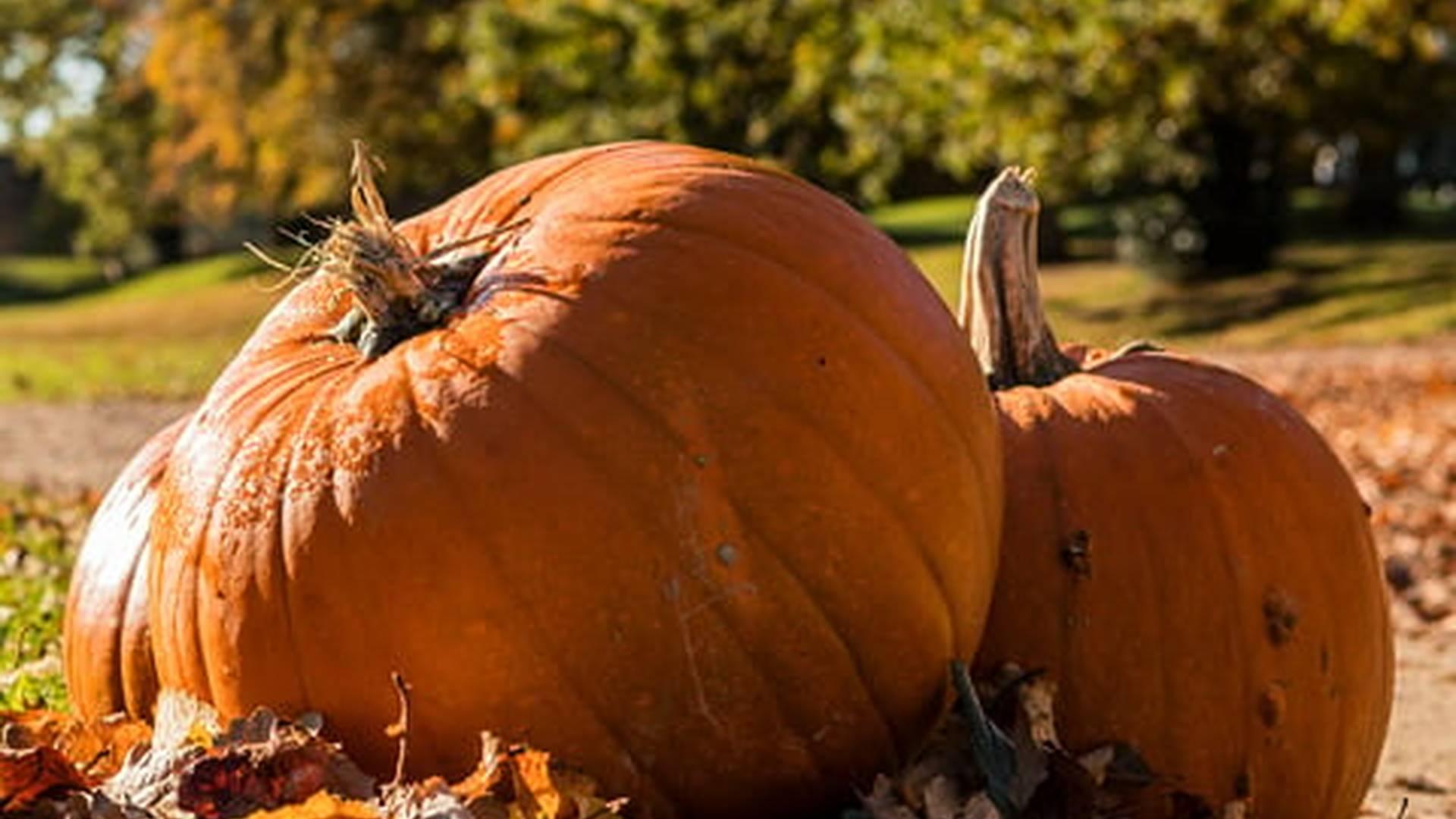 Pumpkin Hunt And Paint At Marble Hill photo
