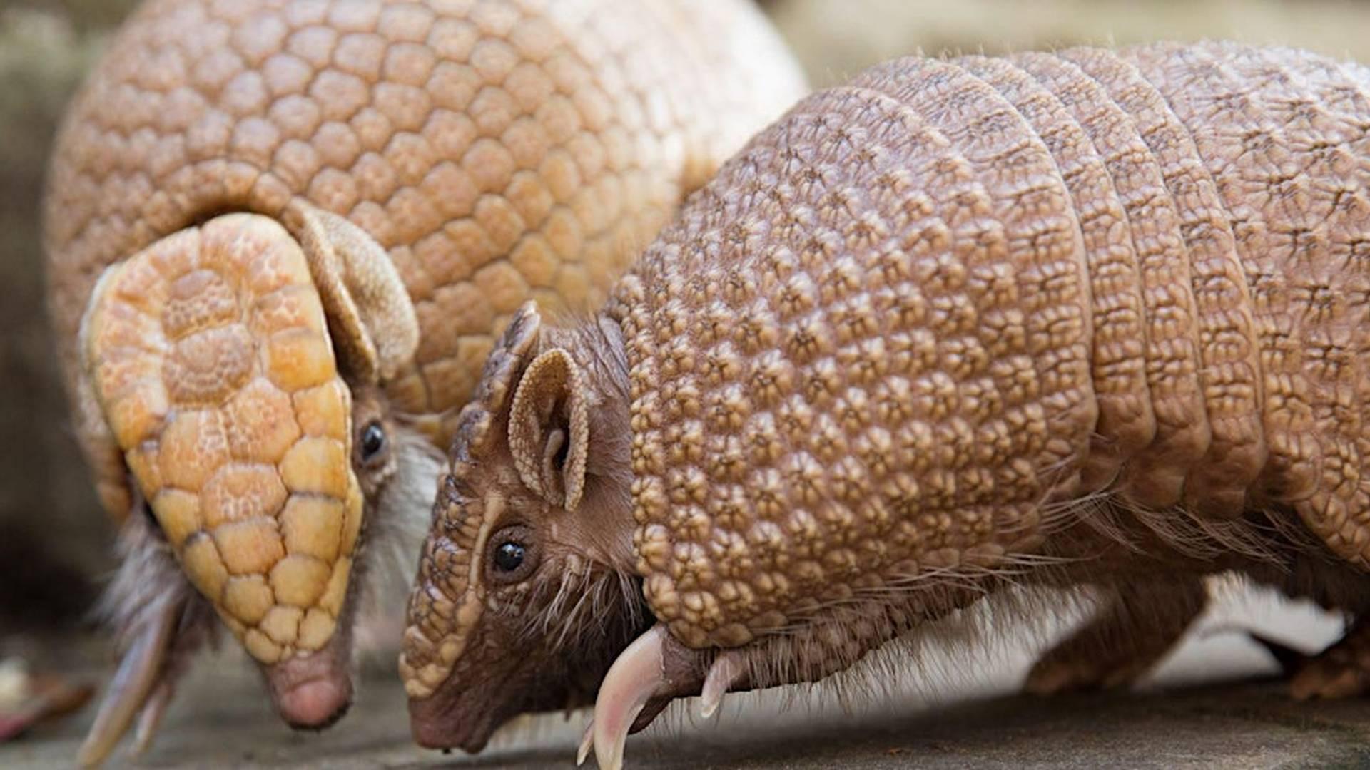 Beauty and the Beasties: Valentines Evening at the Zoo photo