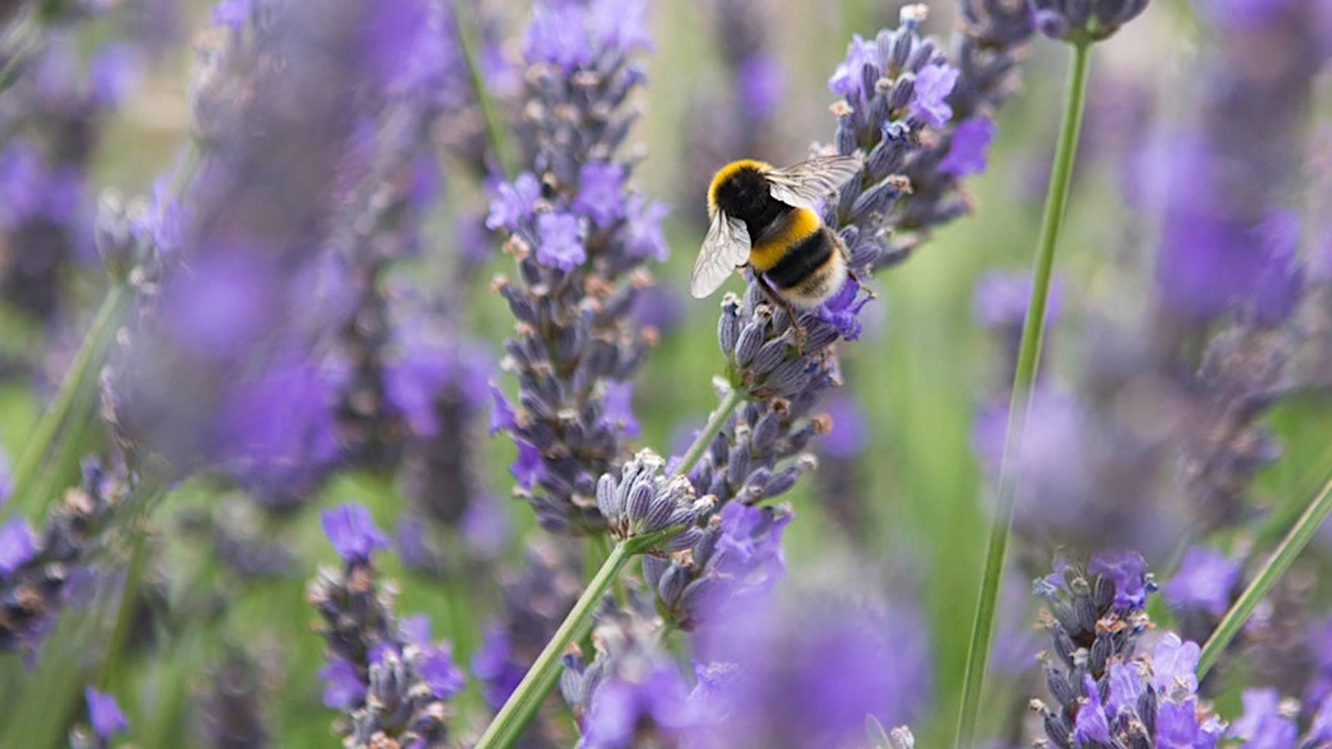 Yeo Valley Bee Safari with Jean Vernon photo