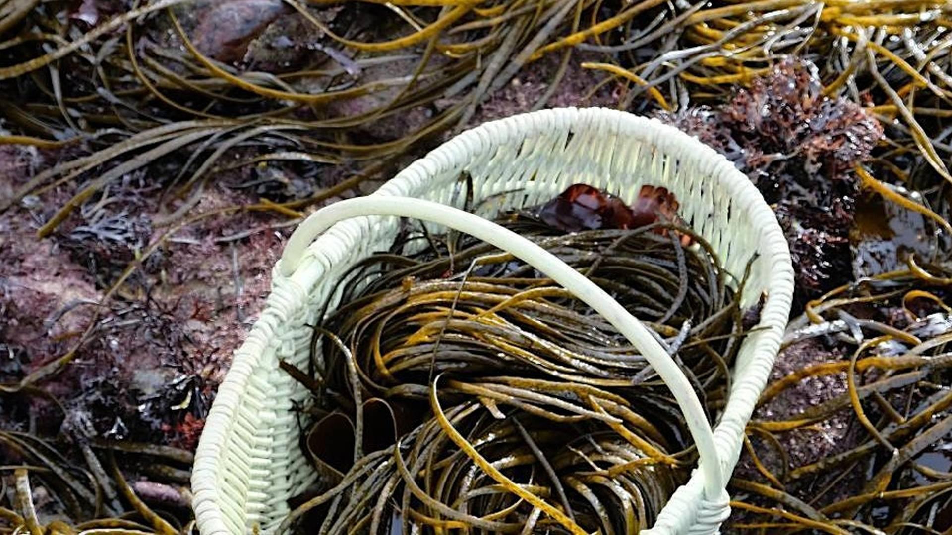 Seawed Foraging and Cooking Workshop photo