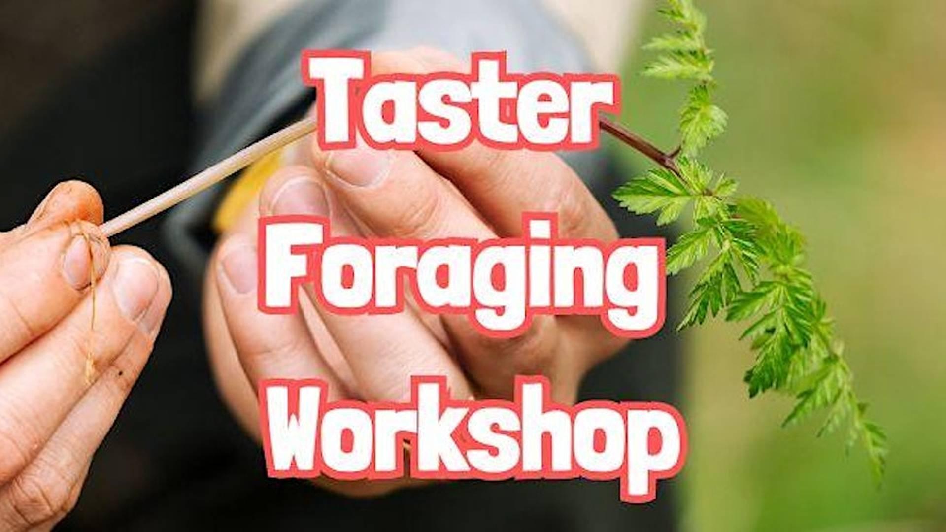 TASTER Foraging Workshop in Sheffield (Yorkshire) photo