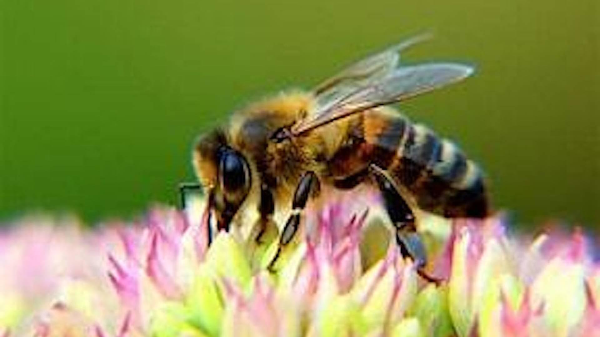 Beekeeping for Beginners weekend course May 2026 photo