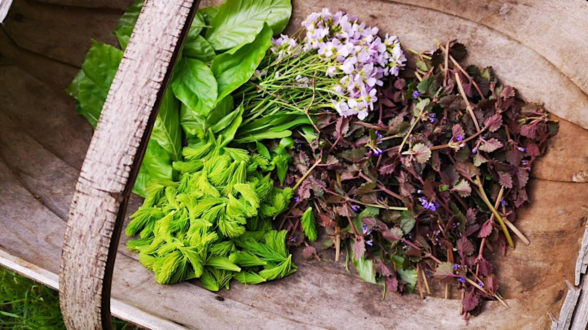 Spring Foraging (afternoon) photo