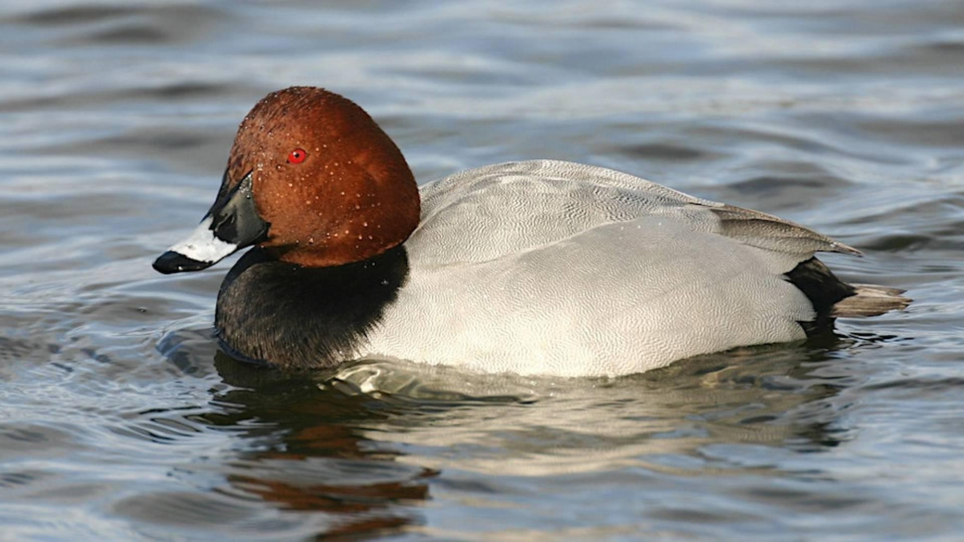Thatcham Lake Bird Walk - Nature Discovery Centre, Sunday 07 December photo