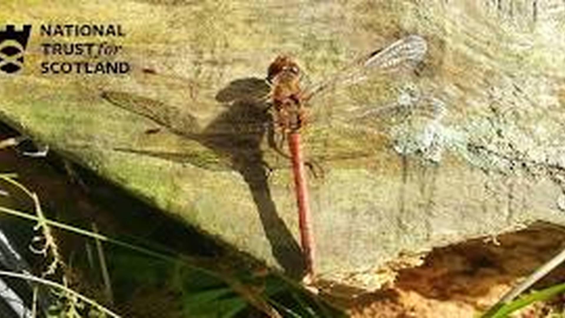 Wildlife Exploring for Kids photo