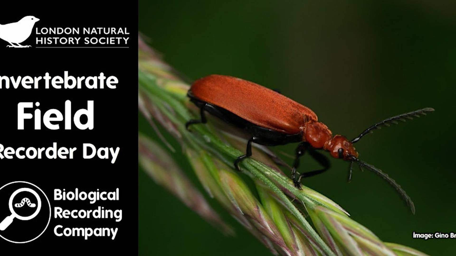 Invertebrate Field Recorder Day photo