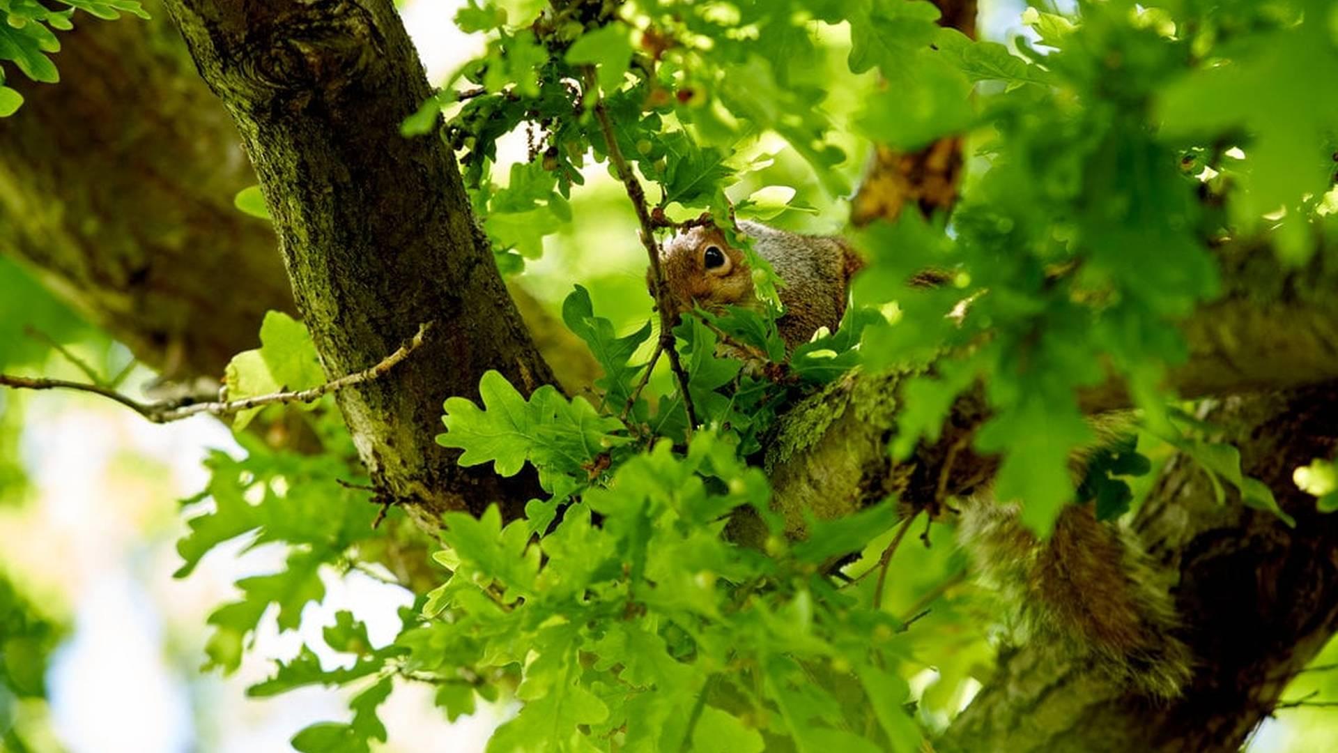Big Green Week: photo