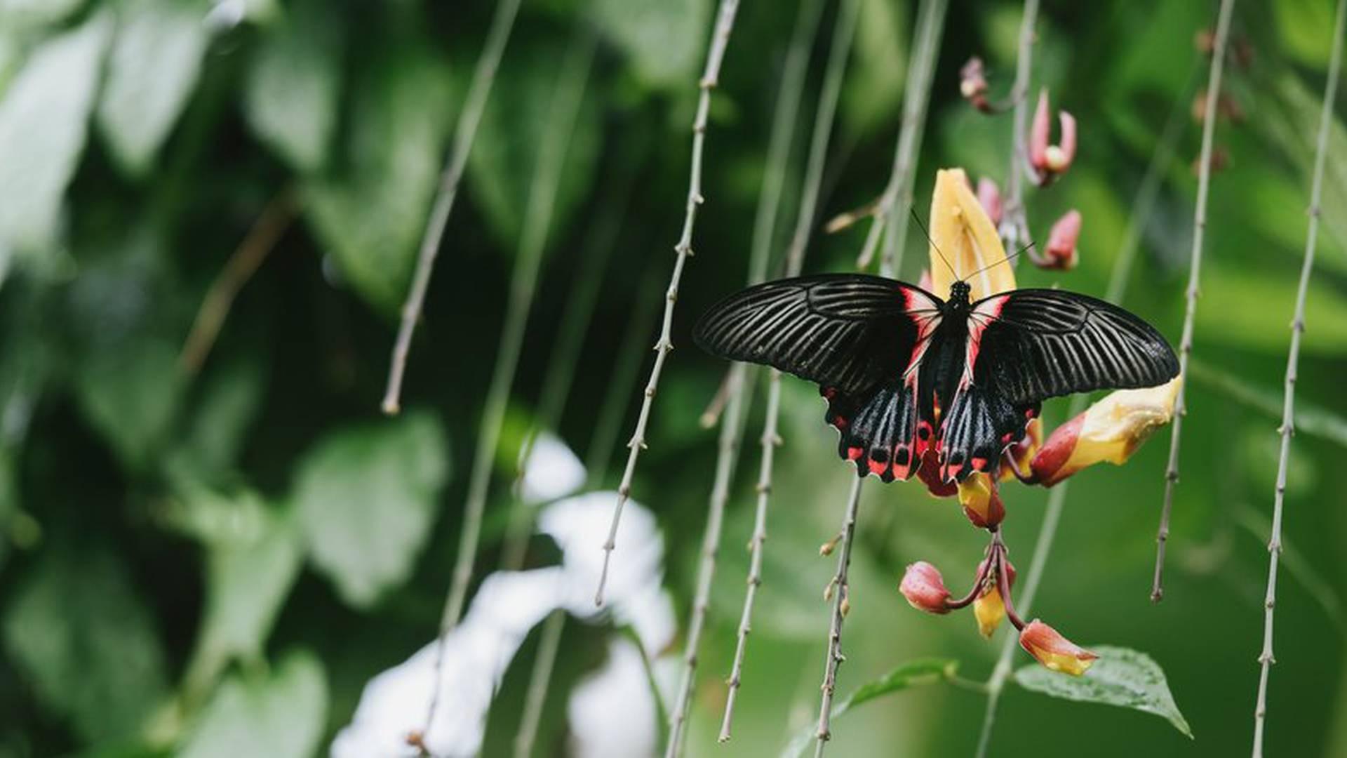 Royal Horticultural Society photo