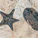 Activity image