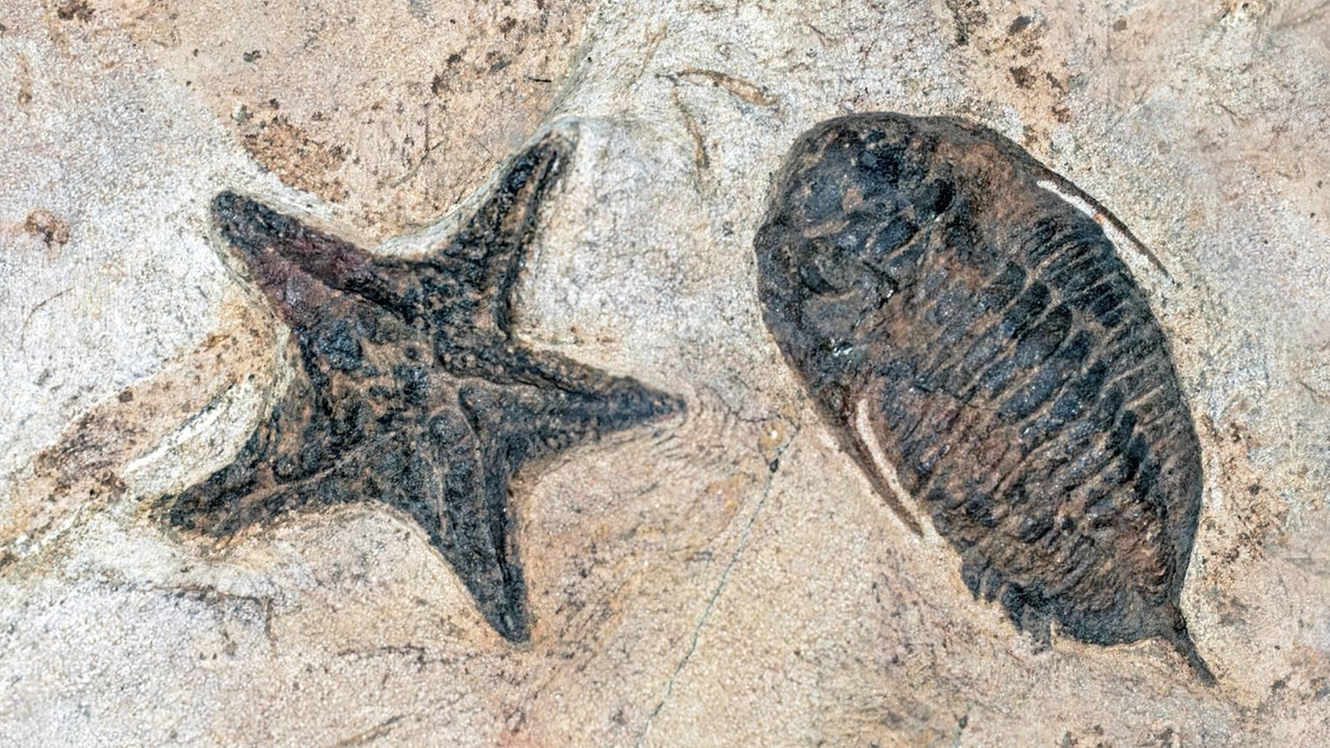 Cast Your Own Fossils photo