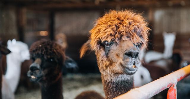 Top 5 Alpaca Farms in the UK cover image