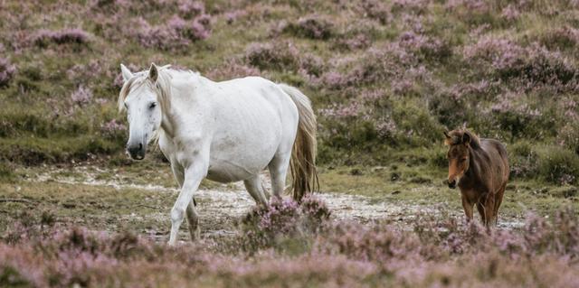 10 Things to do in the New Forest National Park cover image