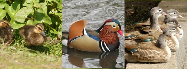 Top 10 places to see ducks in London cover image
