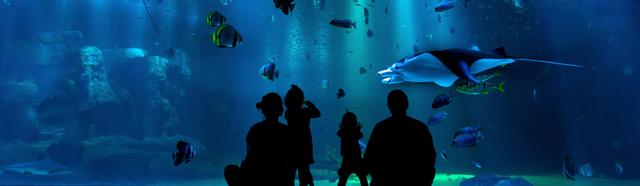Top 5 Aquariums in the UK cover image