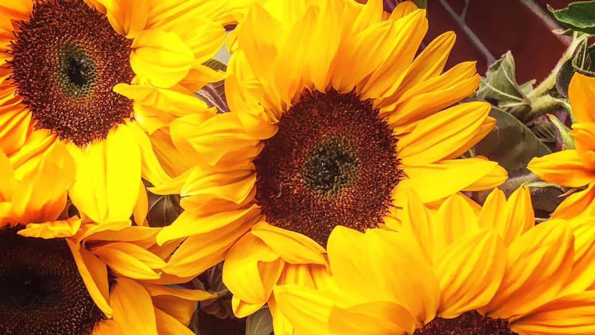 The Sunflower Network photo